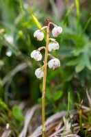 Pyrola media Sw.
