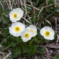 Ranunculus alpestris L.
