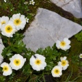 Ranunculus alpestris L.