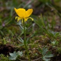 Ranunculus montanus Willd.