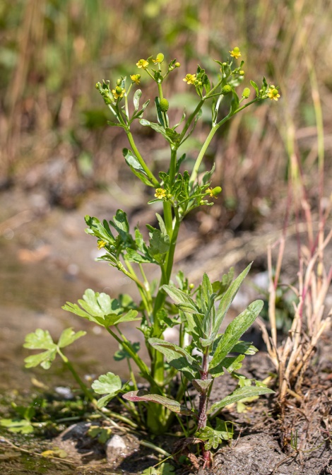ranunculus-sceleratus-switzerland-02EBF9FA-38DB-4096-BAE9-8CD17E4E6CE4.jpg