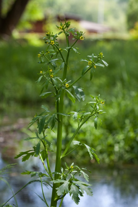 ranunculus-sceleratus-switzerland-3A3F74F8-3FE8-4146-B4DB-45E85E6C5B78.jpg