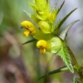 Rhinanthus glacialis Personnat