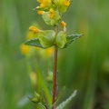 Rhinanthus minor L.