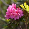 Rhododendron ferrugineum L.