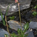 Rumex nivalis Hegetschweiler