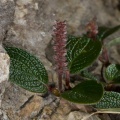 Salix reticulata L.