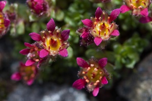 Saxifraga biflora All.