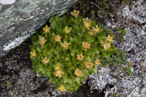 Saxifraga sedoides L.