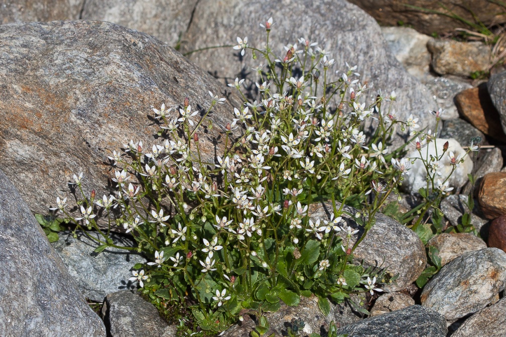 saxifraga-stellaris-austria-ED73E6A4-A817-427F-A853-820E15D2D78F.jpg