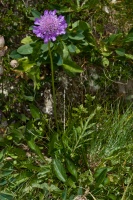 Scabiosa lucida Villars