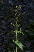 Scrophularia nodosa L.