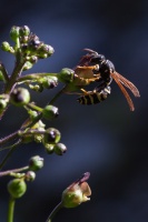 Scrophularia nodosa L., Hymenoptera, sp. indet.