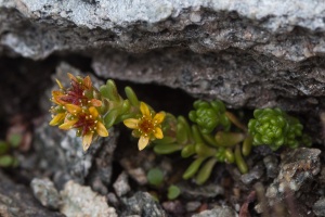 Sedum alpestre Vill.