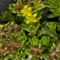 Sedum alpestre Villars