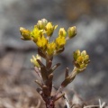 Sedum annuum L.