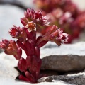 Sedum atratum L.
