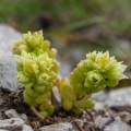 Sedum atratum L.