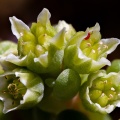 Sedum atratum L.