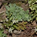Sedum cepaea L.