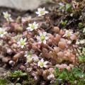 Sedum dasyphyllum L.