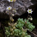 Sedum dasyphyllum L.