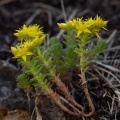 Sedum sexangulare L.