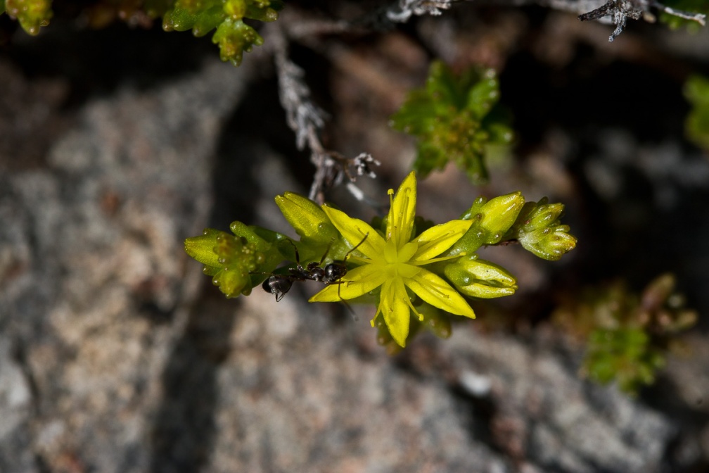 sedum-sexangulare-switzerland-CE935D64-4734-11DC-8E52-000A95CA2156.jpg