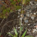 Setaria viridis (L.) P. de Beauvois