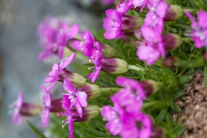 Silene acaulis (L.) Jacq.