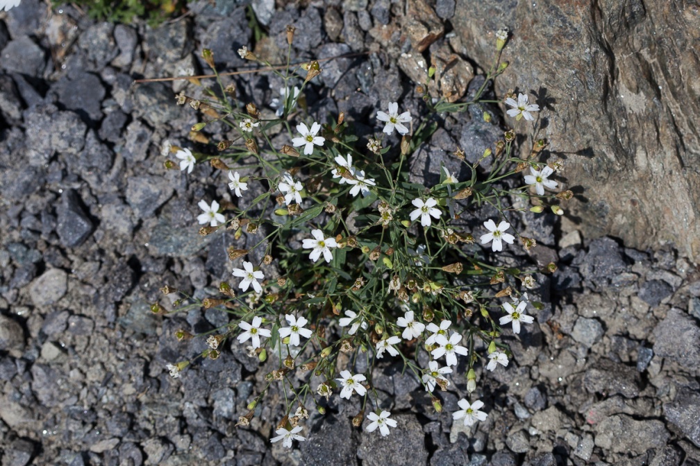 silene-rupestris-austria-133C5E16-924F-40EF-B03B-C76BEF9A336E.jpg