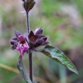 Stachys alpina L.