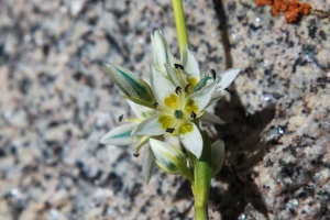 Swertia longifolia Boiss.
