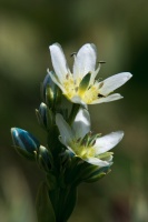 Swertia marginata Schrenk