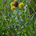 Trifolium badium Schreb.