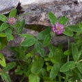 Trifolium medium L.