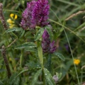 Trifolium rubens L.