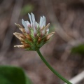 Trifolium thalii Vill.