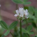 Trifolium thalii Vill.