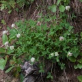Trifolium thalii Vill.