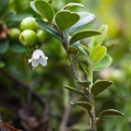 Vaccinium vitis-idaea L.