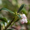 Vaccinium vitis-idaea L.