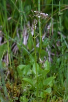 Valeriana dioica L.