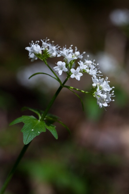valeriana-tripteris-switzerland-2AA5E757-1B43-42CF-8807-B423E0DBF000.jpg
