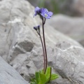 Veronica aphylla L.