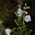 Veronica fruticulosa L.