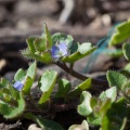 Veronica hederifolia L.