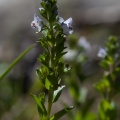 Veronica serpyllifolia L.