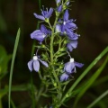 Veronica sp. (teucrium?)