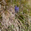 Veronica spicata L.